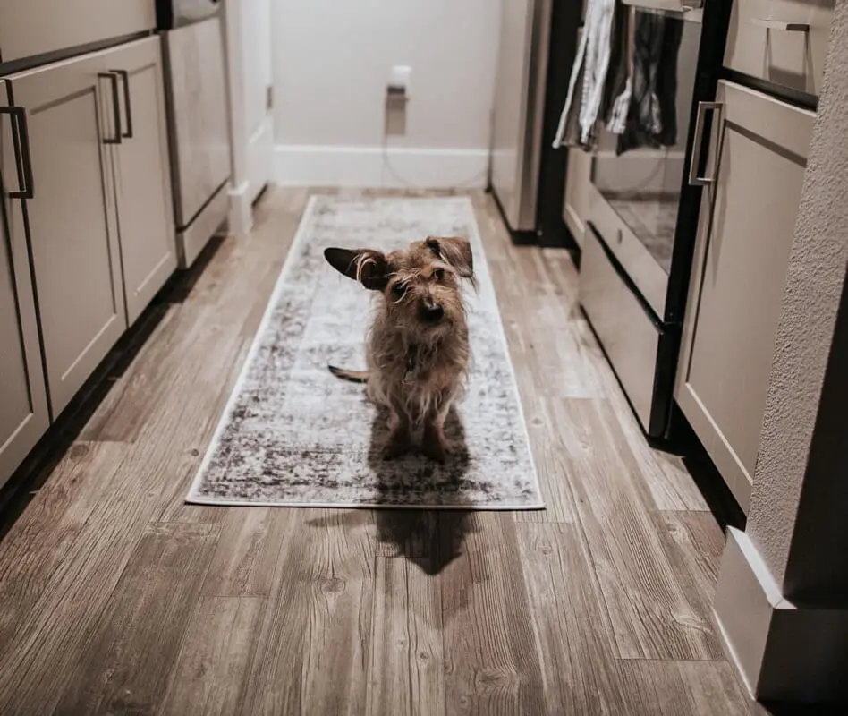 Pup_Houston-Wedding-Photographer